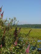 dsc01010.jpg