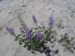 dsc02011.jpg