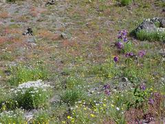 dsc02020.jpg