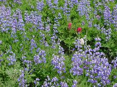 dsc04075.jpg