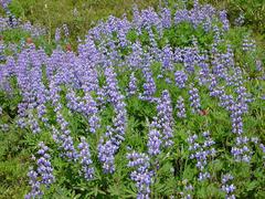dsc04077.jpg